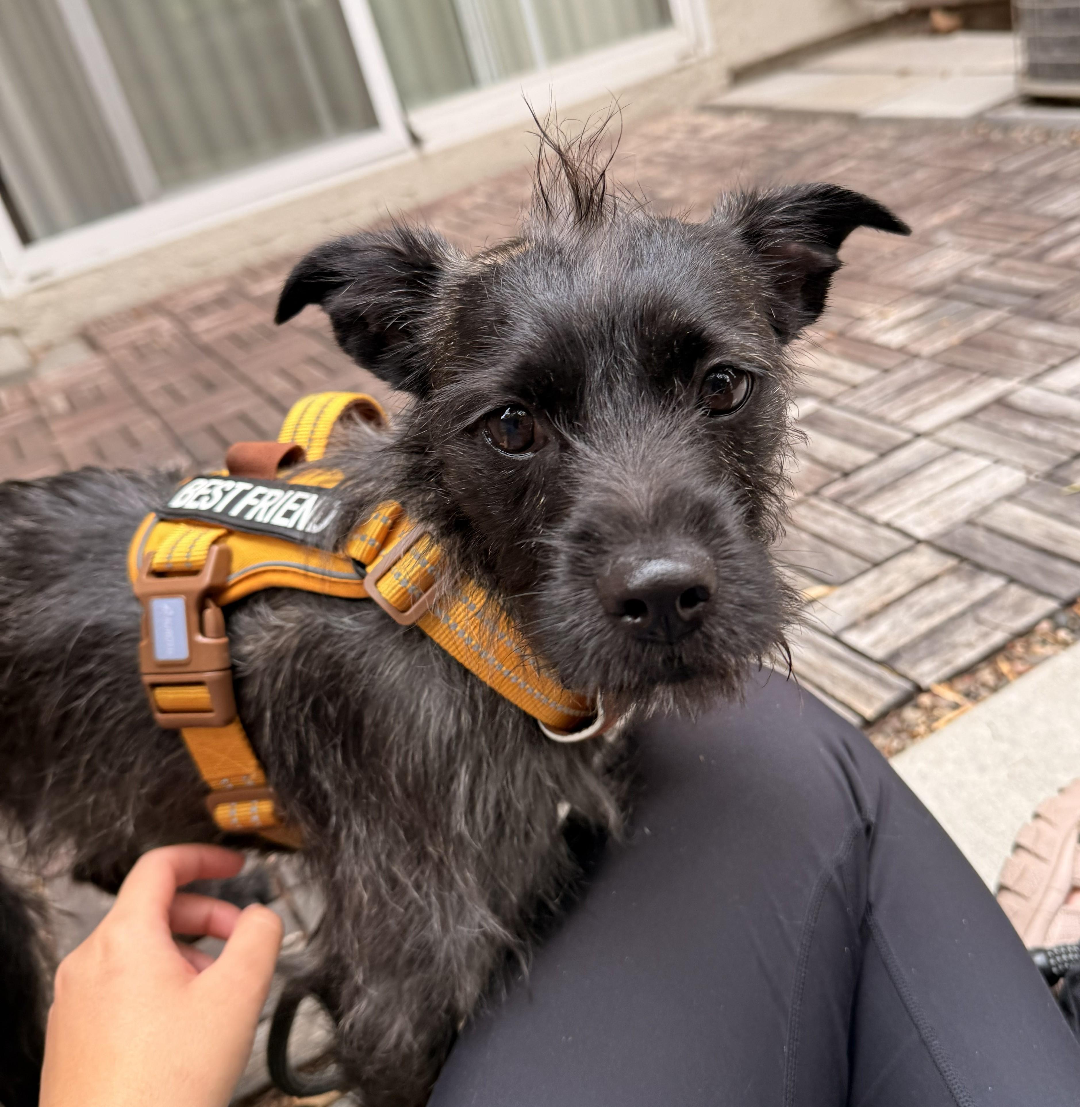 RJ, a ADOPTABLE mixed breed in Lake Forest, CA image 2/4