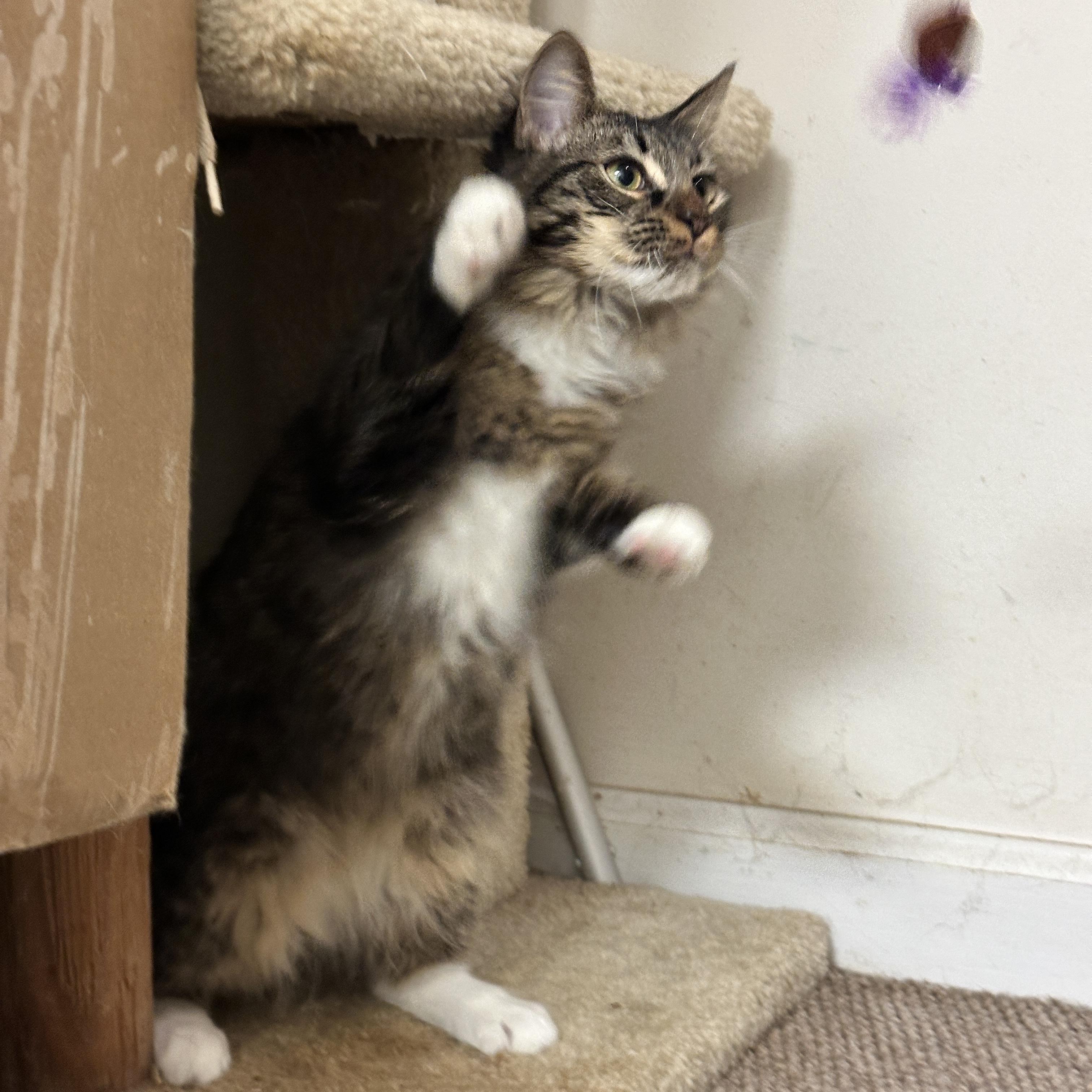Carlo, Adoptable, Kitten Male Siberian & Tabby.