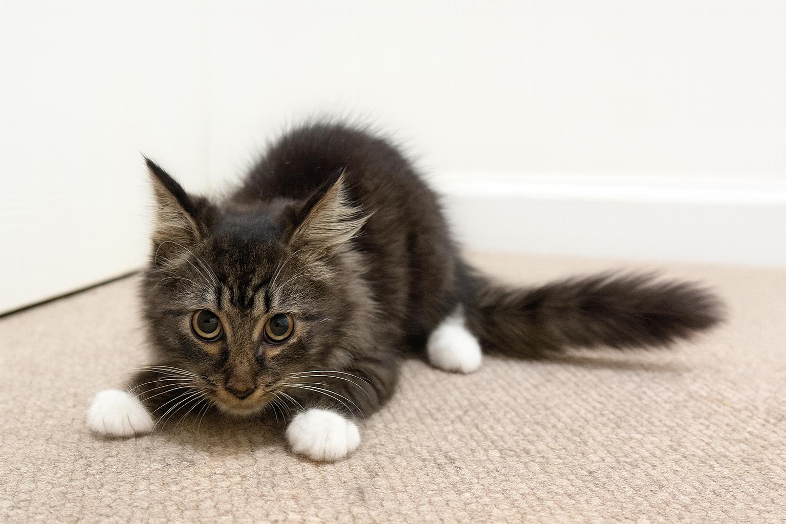 Carlo, an adoptable Siberian, Tabby in Mauldin, SC, 29662 | Photo Image 3