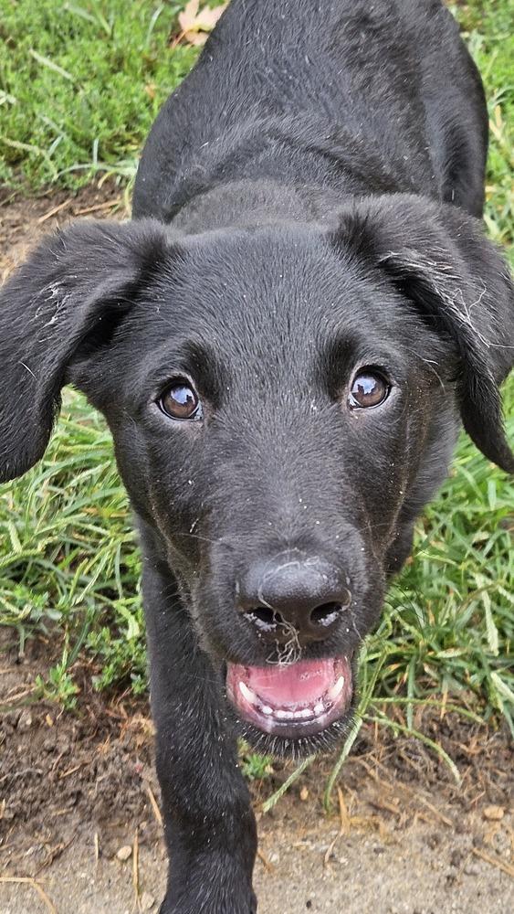 Blake, Adoptable, Puppy Male Labrador Retriever & Spaniel.