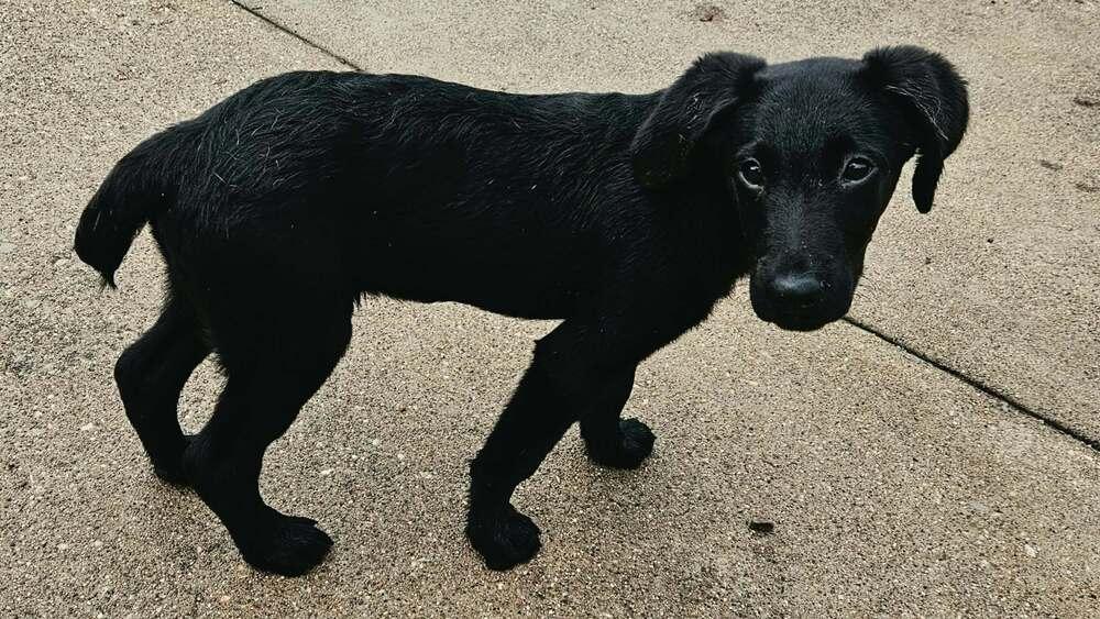 Enlarge Blake, a Adoptable mixed breed in Peoria, IL image 2/4