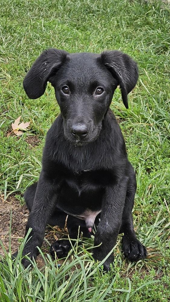 Enlarge Blake, a Adoptable mixed breed in Peoria, IL image 3/4