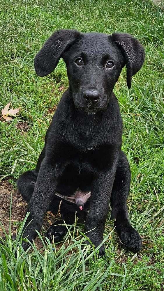 Enlarge Blake, a Adoptable mixed breed in Peoria, IL image 4/4