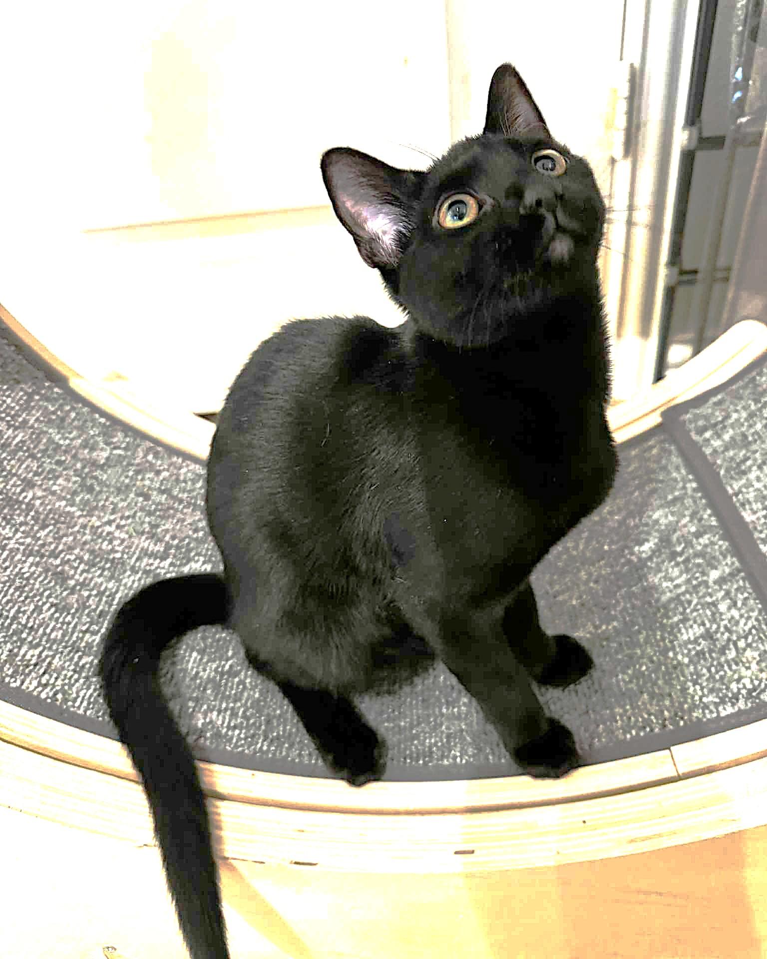 Enlarge Nova, a Adoptable mixed breed in Allen, TX image 2/5