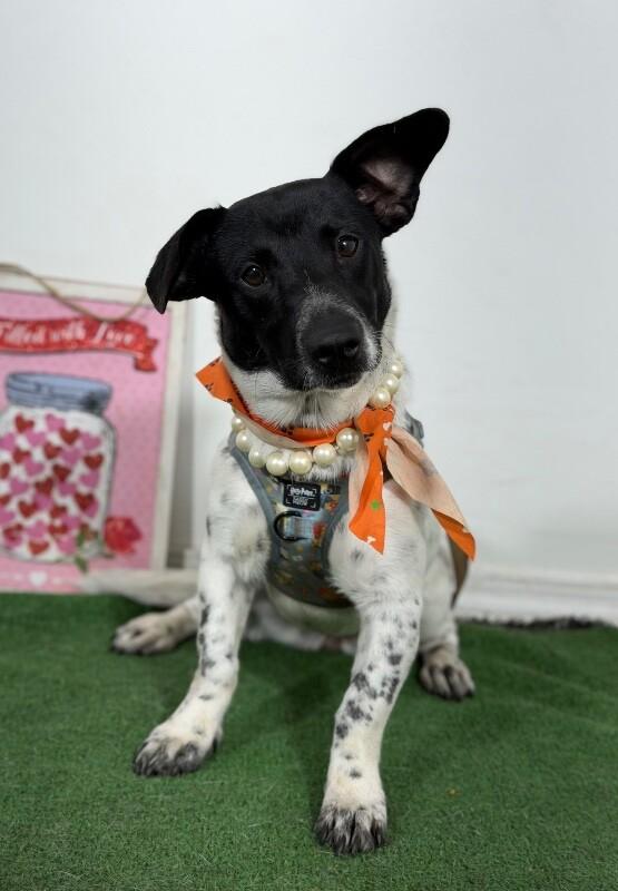 Enlarge Jellybean-One of our Amazing Rescue Dogs, a Adoptable mixed breed in Sparks, NV image 1/1