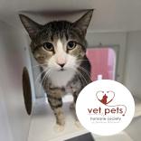 Addie, Adoptable, Young Male Domestic Short Hair & Domestic Short Hair.