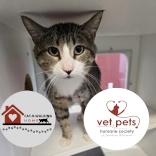 Addie, Adoptable, Young Male Domestic Short Hair & Domestic Short Hair.