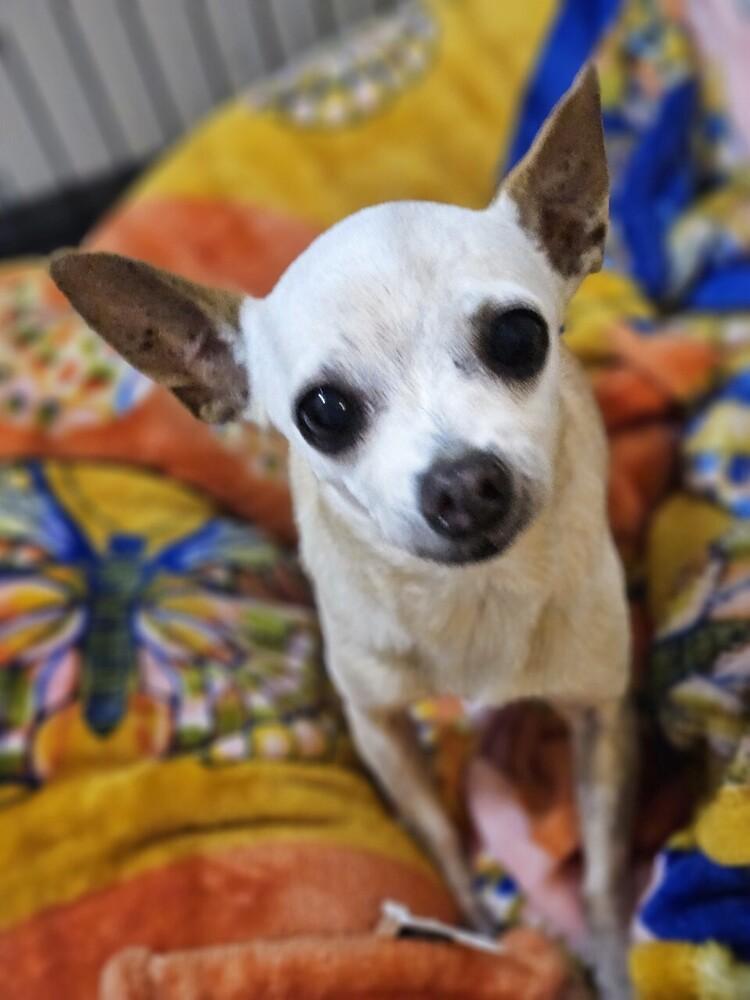 Enlarge Kisha BONDED with Furrari, a Adoptable mixed breed in Winter Garden, FL image 1/2