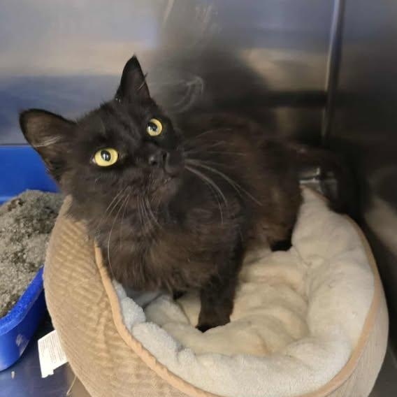 Max, ADOPTABLE, Adult Male Domestic Medium Hair.