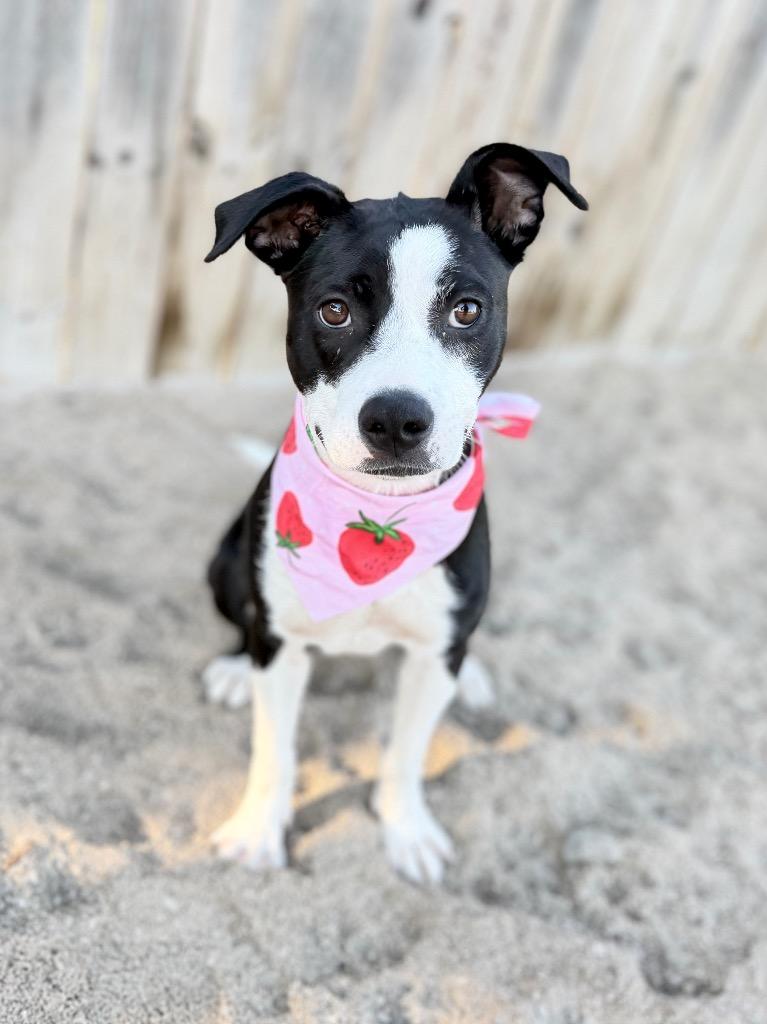 Enlarge Jersey, a Adoptable mixed breed in Muskegon, MI image 2/3