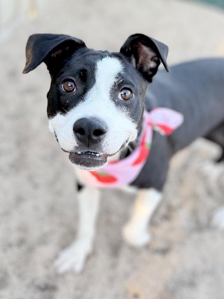 Enlarge Jersey, a Adoptable mixed breed in Muskegon, MI image 3/3