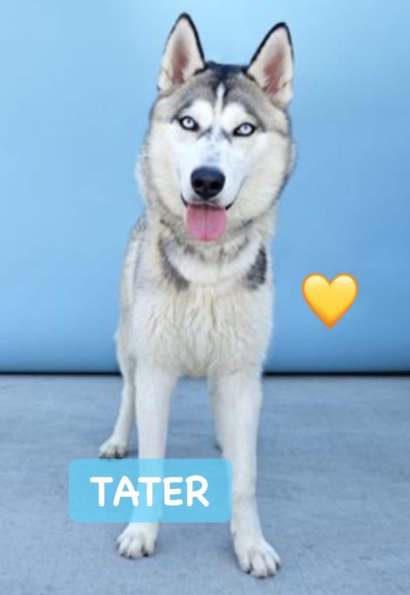 Tater