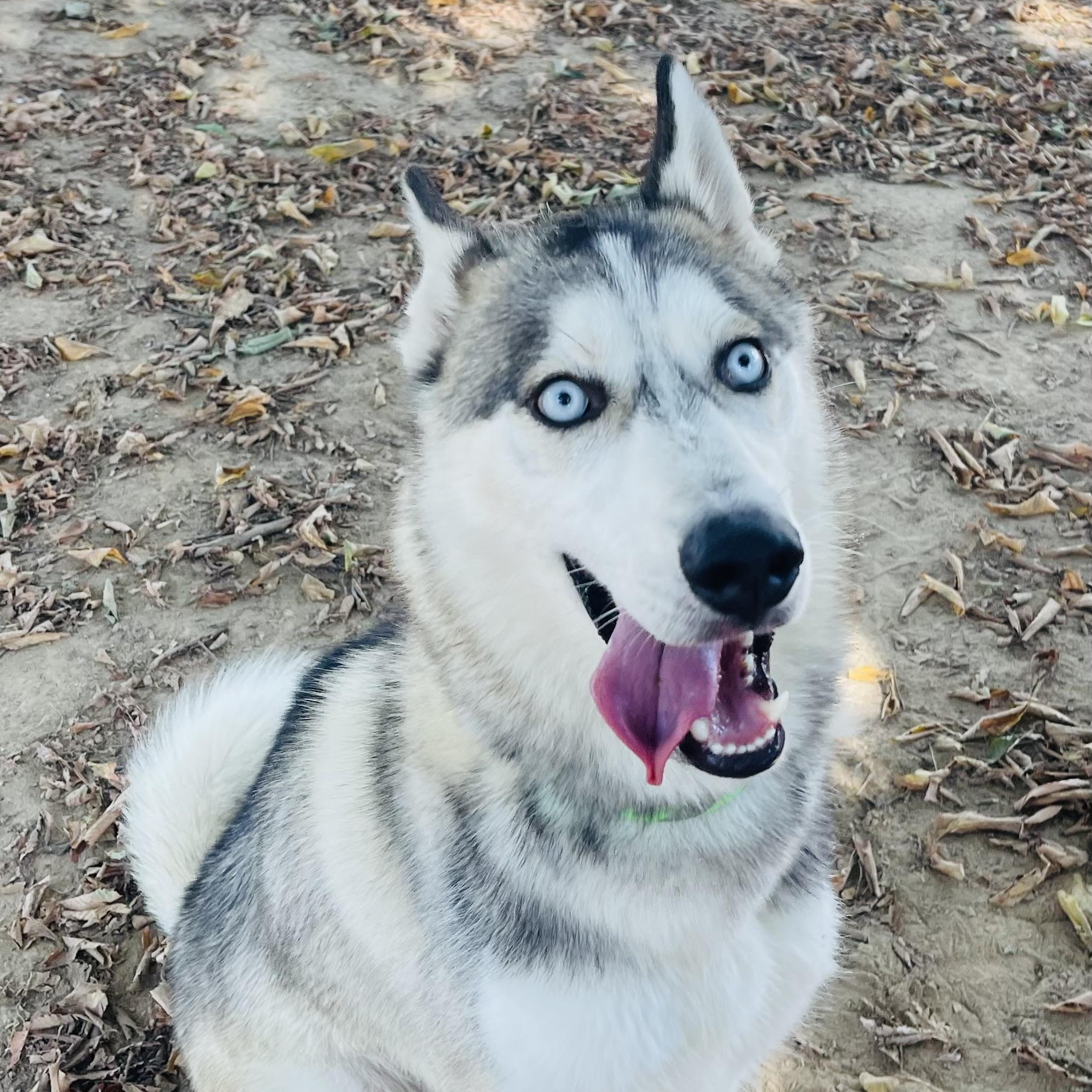 Tater, Adoptable, Young Male Siberian Husky & Husky.