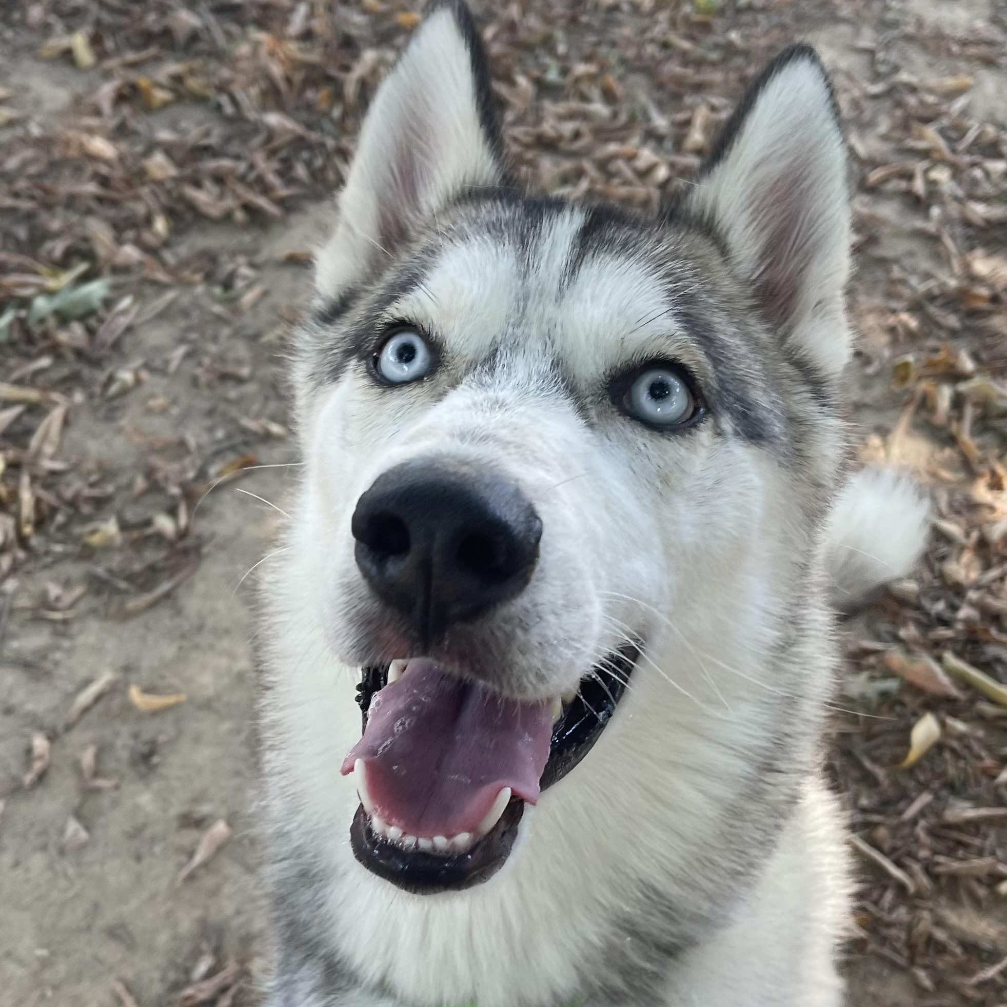 Tater, a Adoptable mixed breed in Jefferson City, MO image 6/6