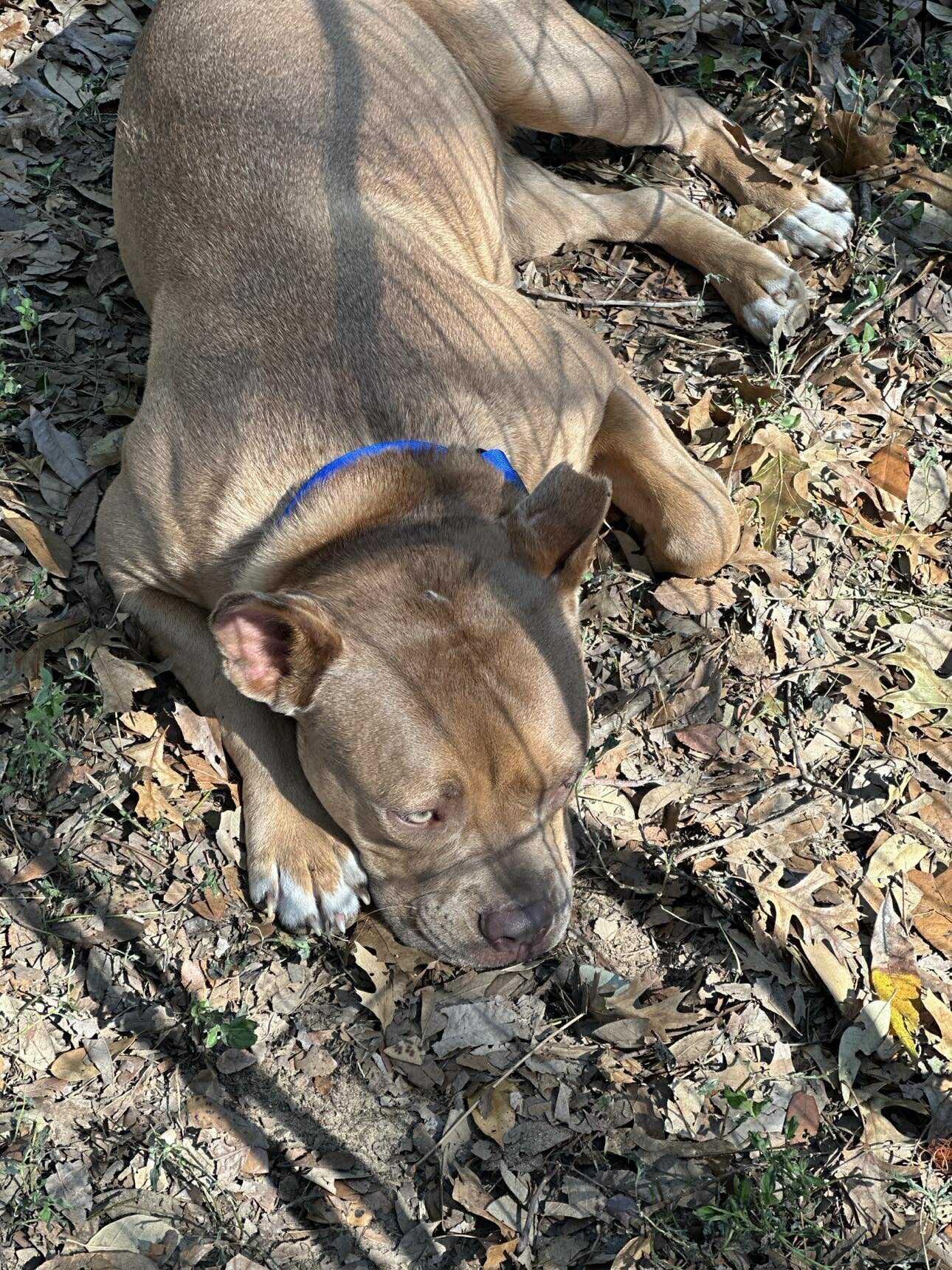 Enlarge Annie, a Adoptable Pit Bull Terrier in Lockhart, TX image 3/6