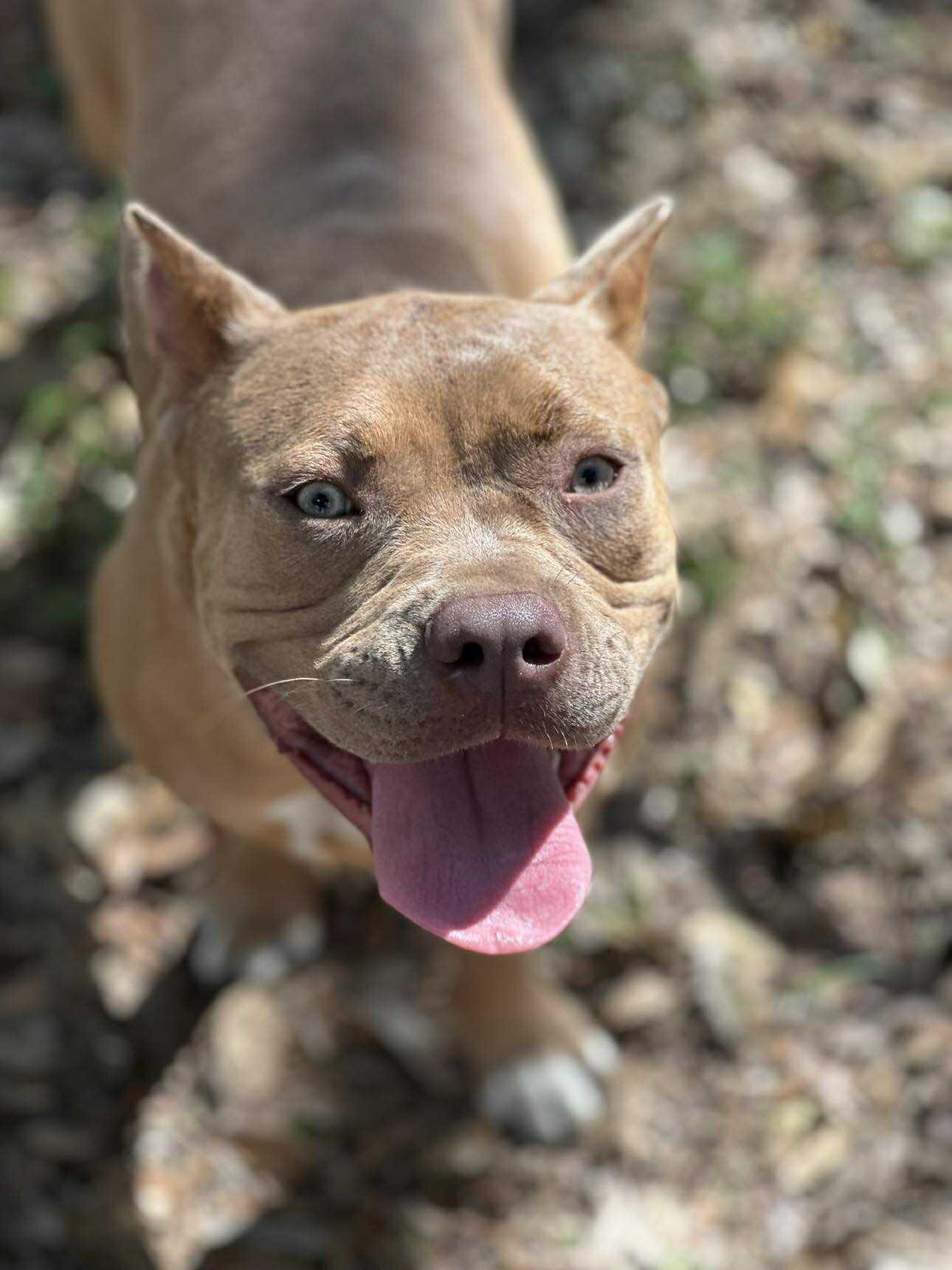 Enlarge Annie, a Adoptable Pit Bull Terrier in Lockhart, TX image 1/6