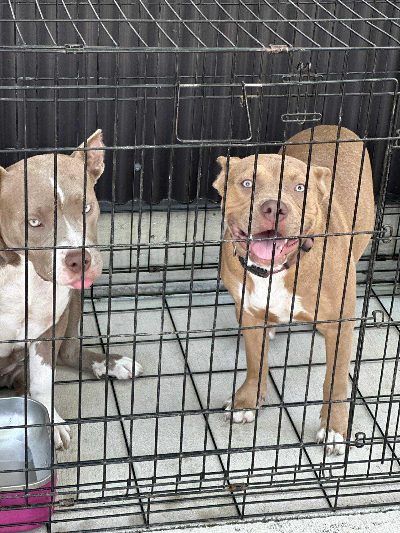 Enlarge Annie, a Adoptable Pit Bull Terrier in Lockhart, TX image 4/6