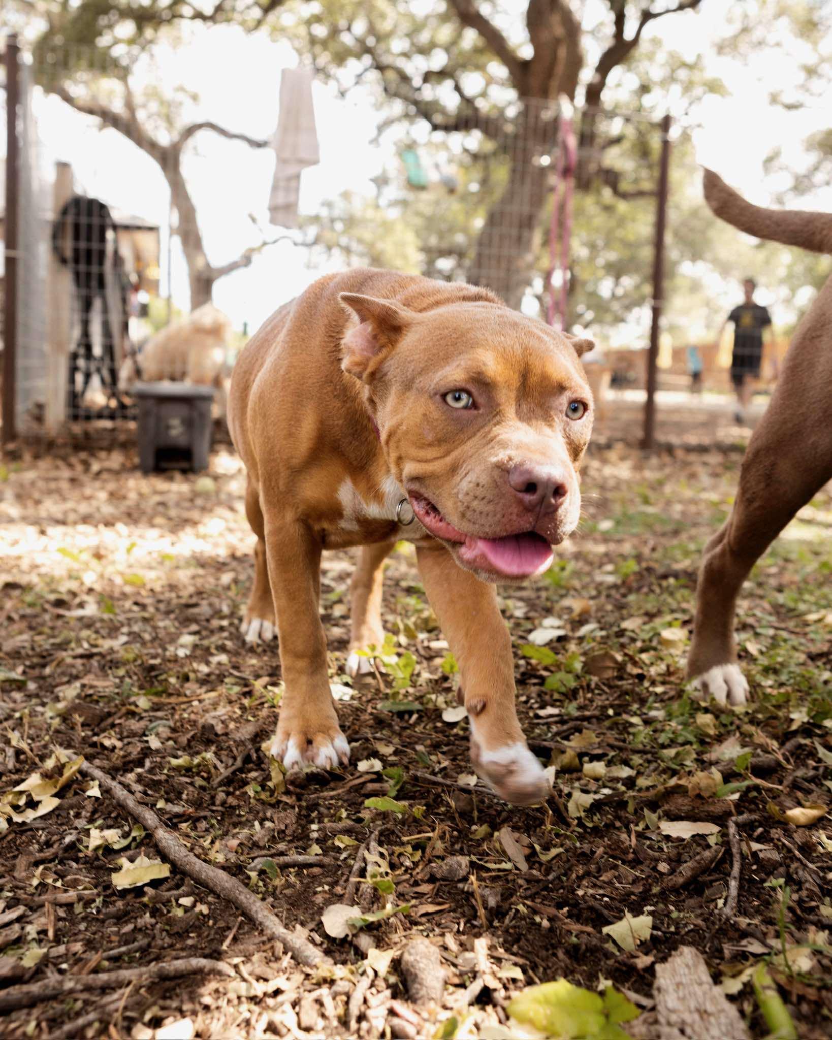Enlarge Annie, a Adoptable Pit Bull Terrier in Lockhart, TX image 5/6