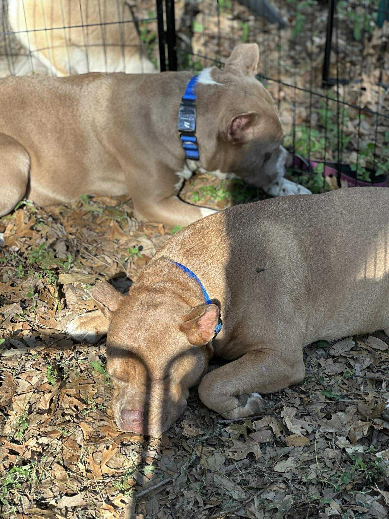 Enlarge Annie, a Adoptable Pit Bull Terrier in Lockhart, TX image 2/6