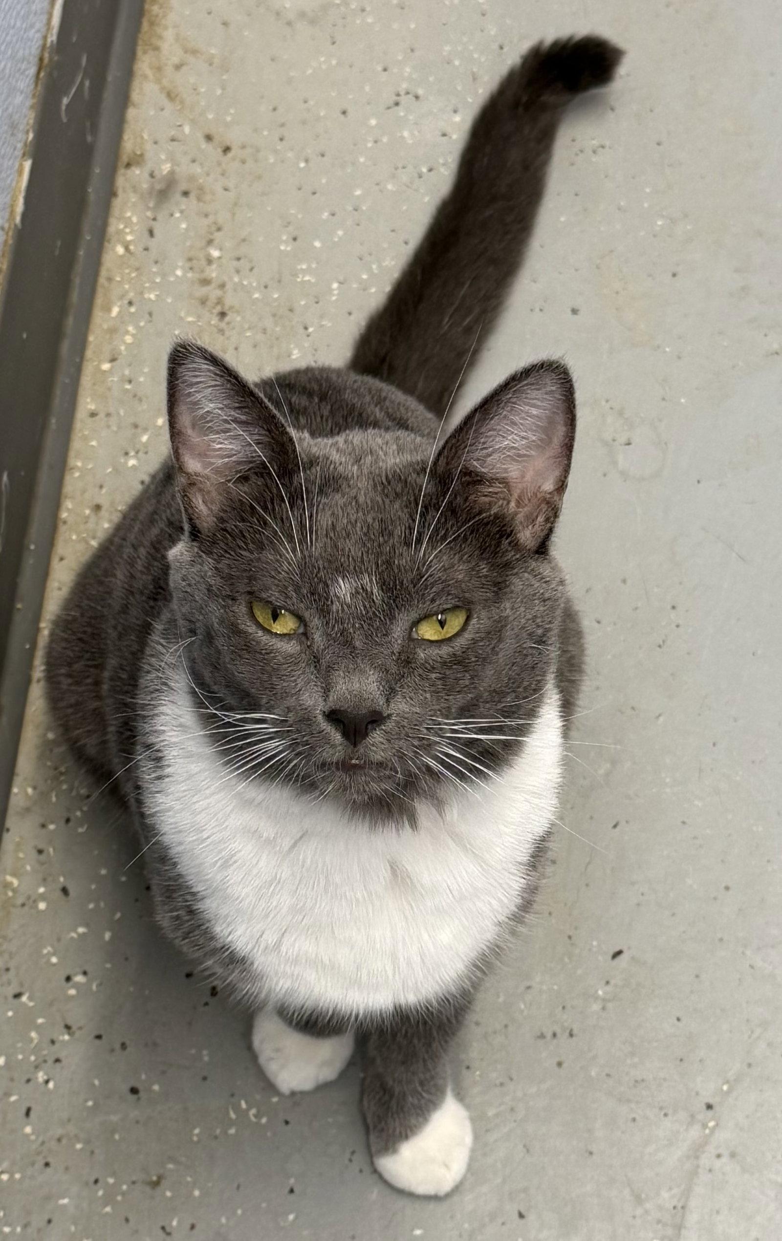 Enlarge Chuck, a Adoptable Domestic Short Hair in Elkins, WV image 1/3