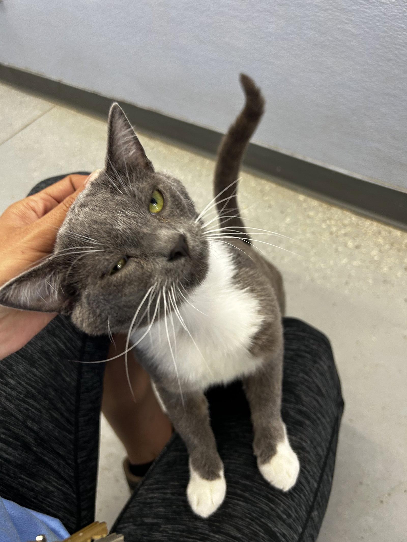 Chuck, Adoptable, Adult Male Domestic Short Hair.