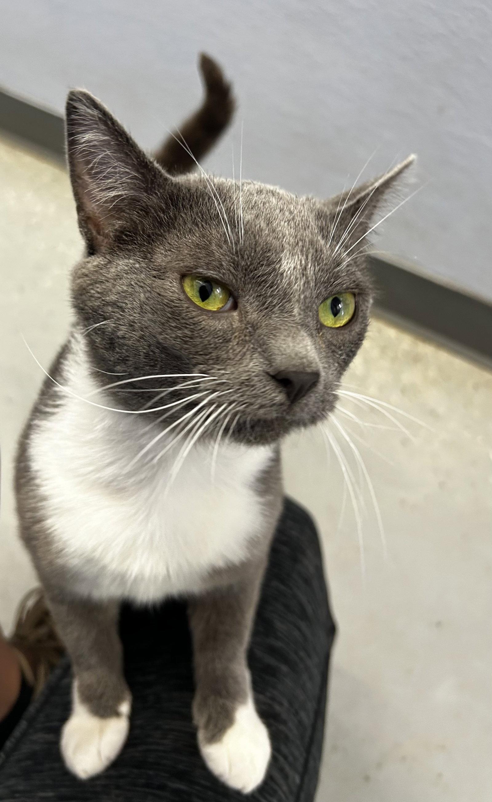 Chuck, a Adoptable Domestic Short Hair in Elkins, WV image 2/3