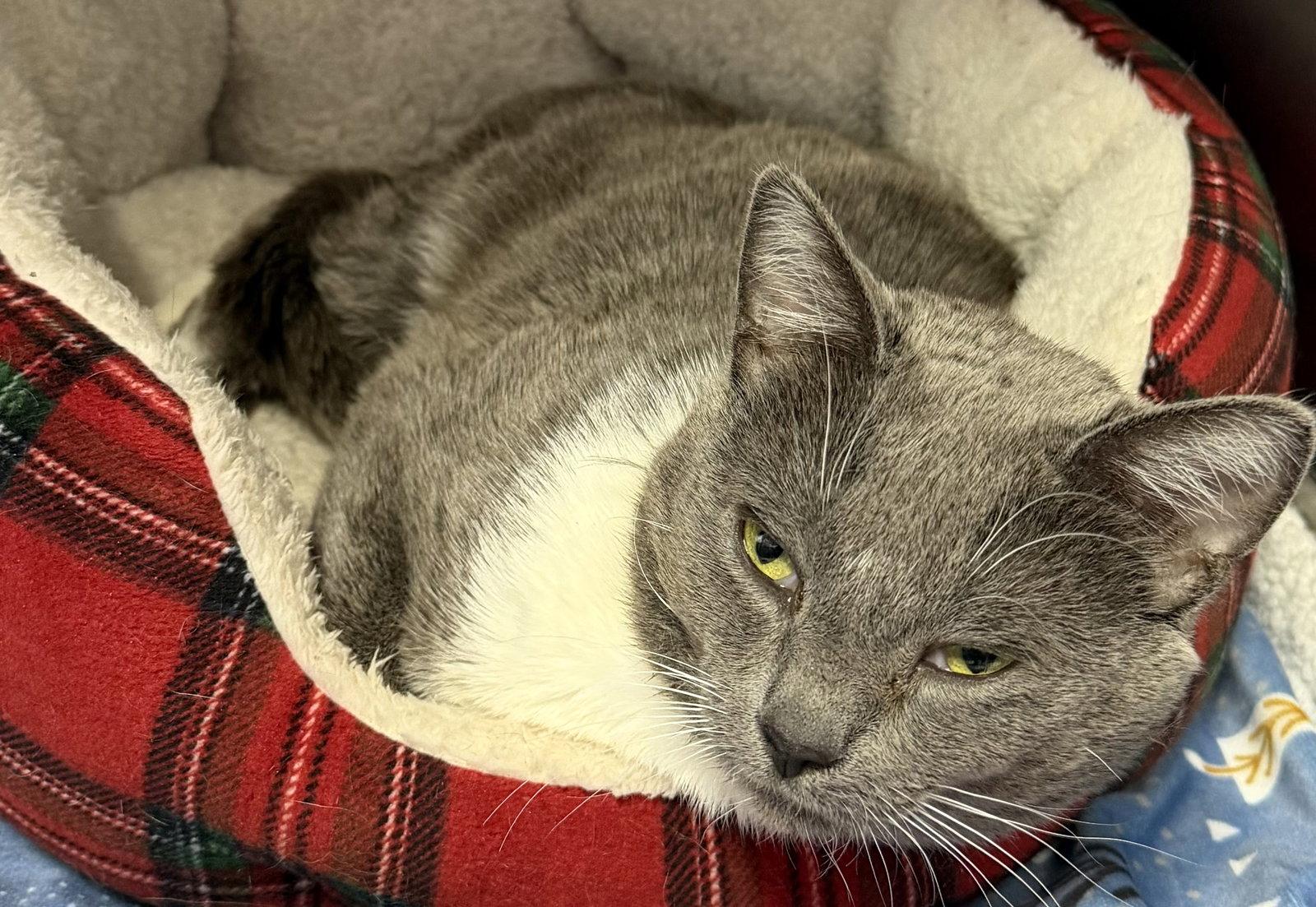 Chuck, a Adoptable Domestic Short Hair in Elkins, WV image 3/3