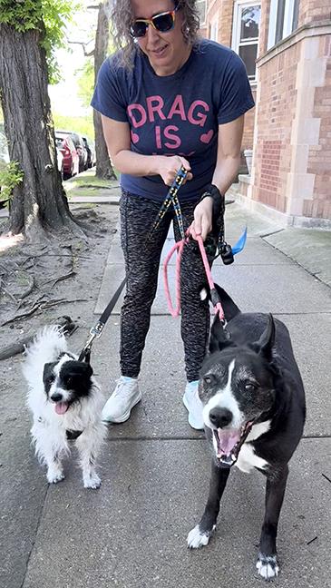 Holly, a ADOPTABLE Husky in Chicago, IL image 3/3