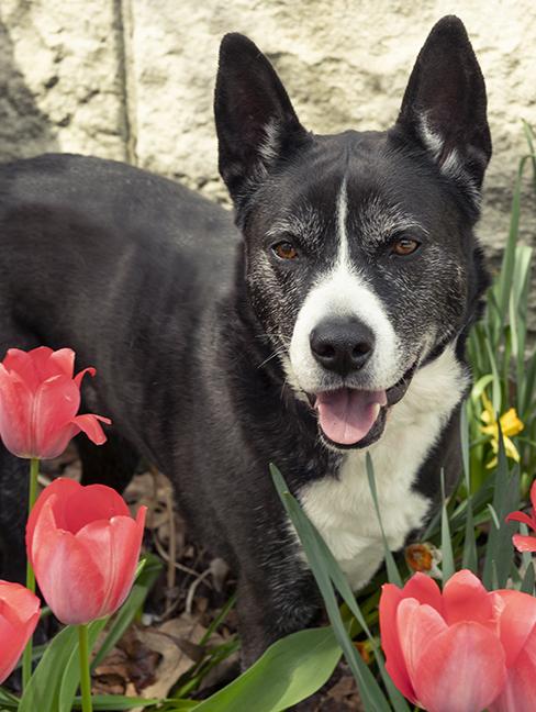 Holly, a ADOPTABLE Husky in Chicago, IL image 1/3