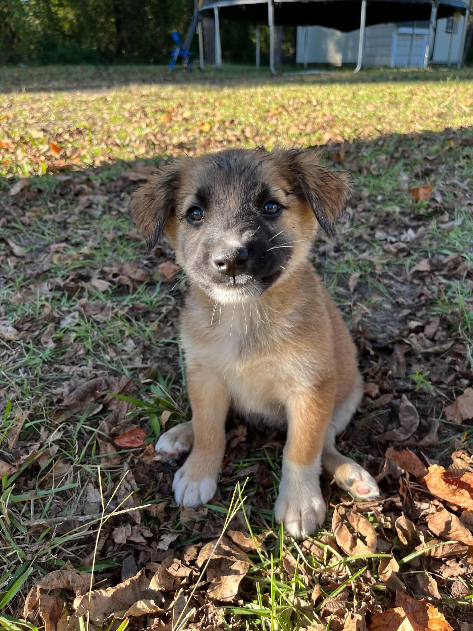 Bax, Adoptable, Puppy Male German Shepherd Dog.