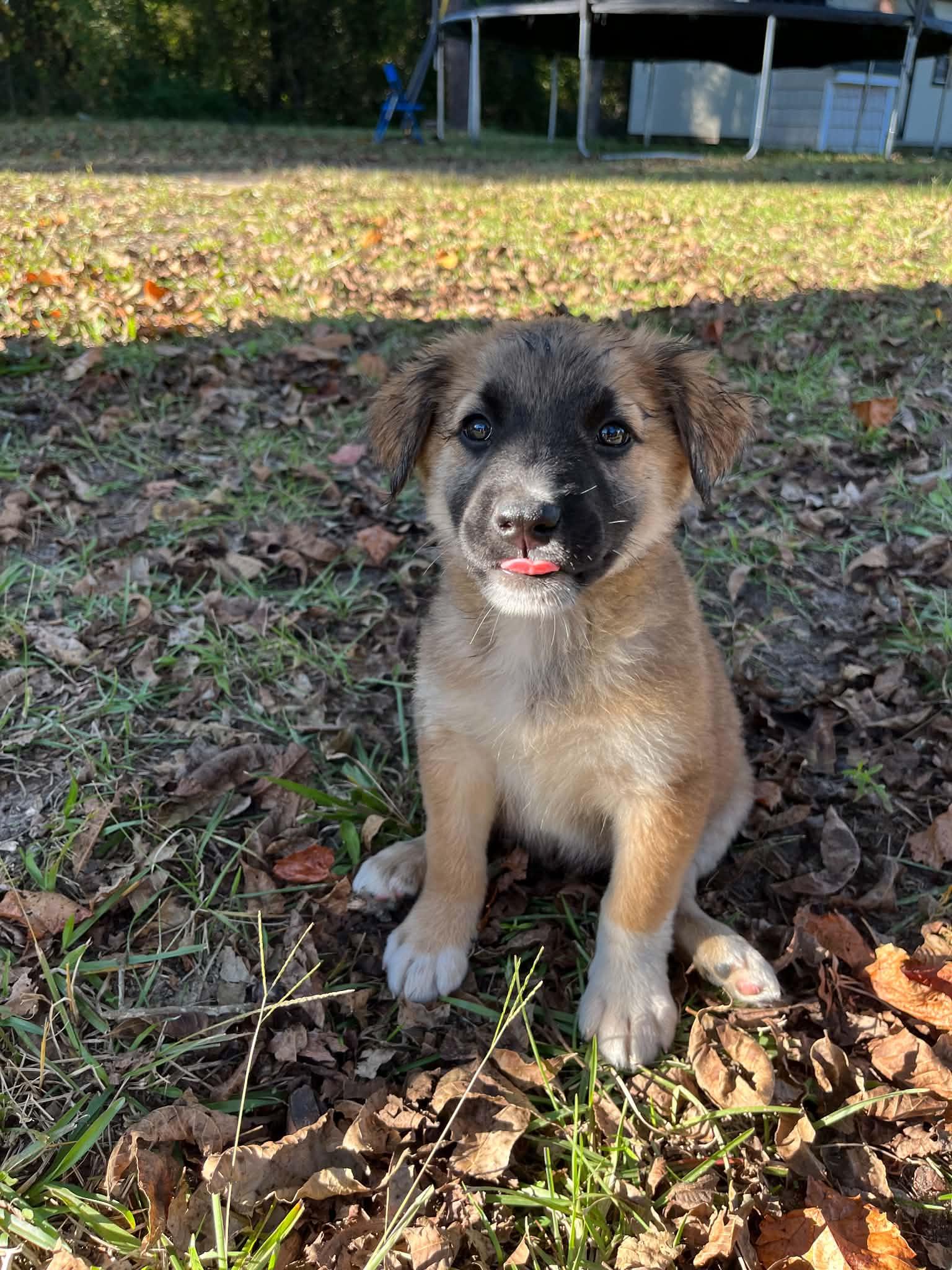 Enlarge Bax, a Adoptable German Shepherd Dog in Wilmington, NC image 2/4