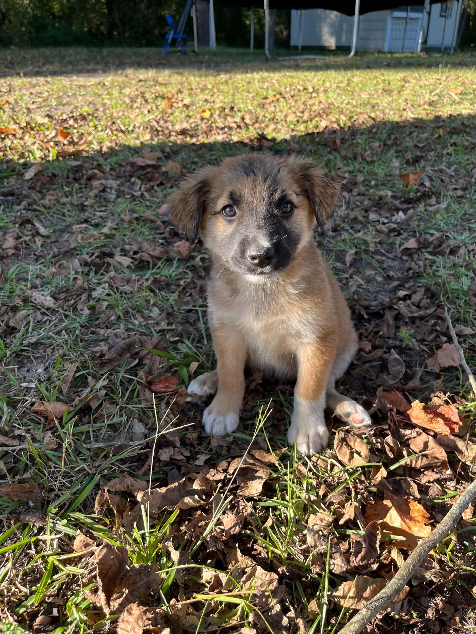 Enlarge Bax, a Adoptable German Shepherd Dog in Wilmington, NC image 4/4