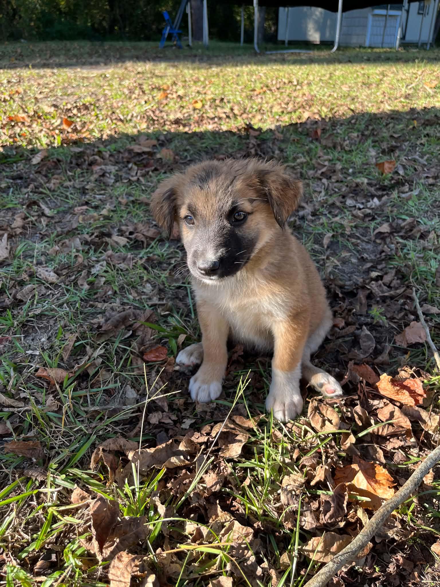 Enlarge Bax, a Adoptable German Shepherd Dog in Wilmington, NC image 3/4