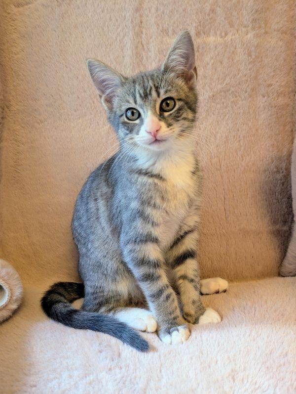 Walter, adopted, Young Male Domestic Short Hair.