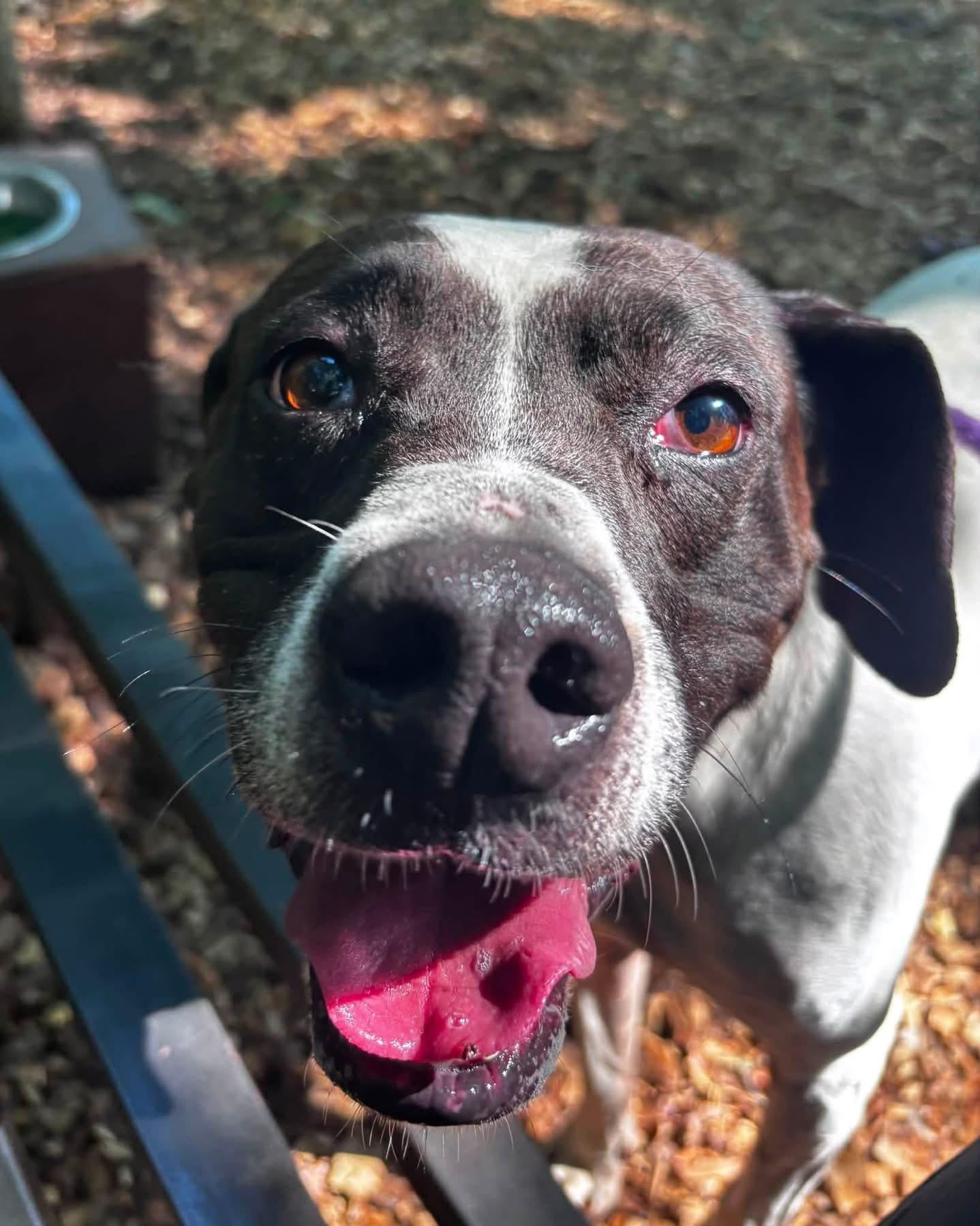 Reecy (ID 52033), a ADOPTABLE mixed breed in Manassas, VA image 3/3