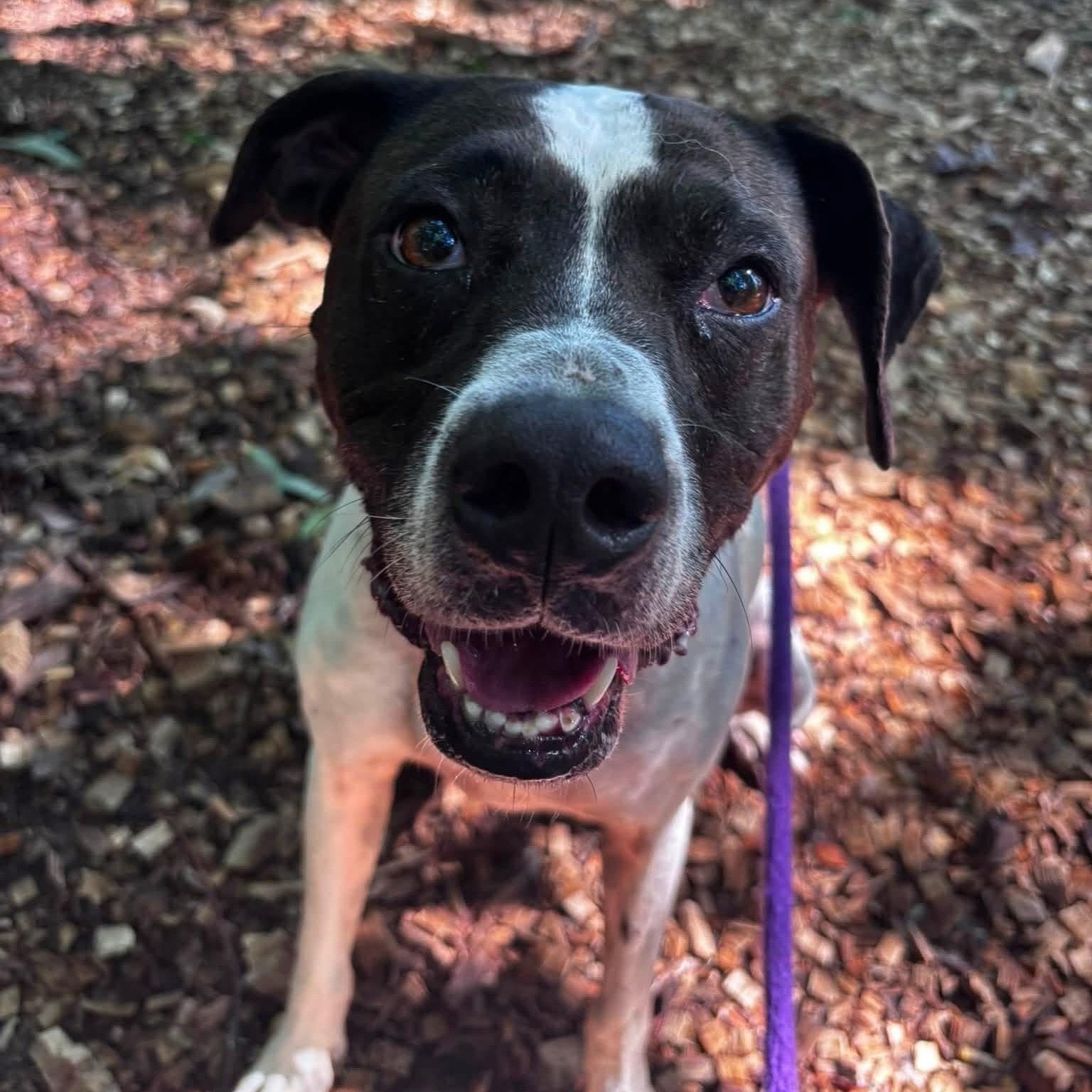 Reecy (ID 52033), a ADOPTABLE mixed breed in Manassas, VA image 1/3