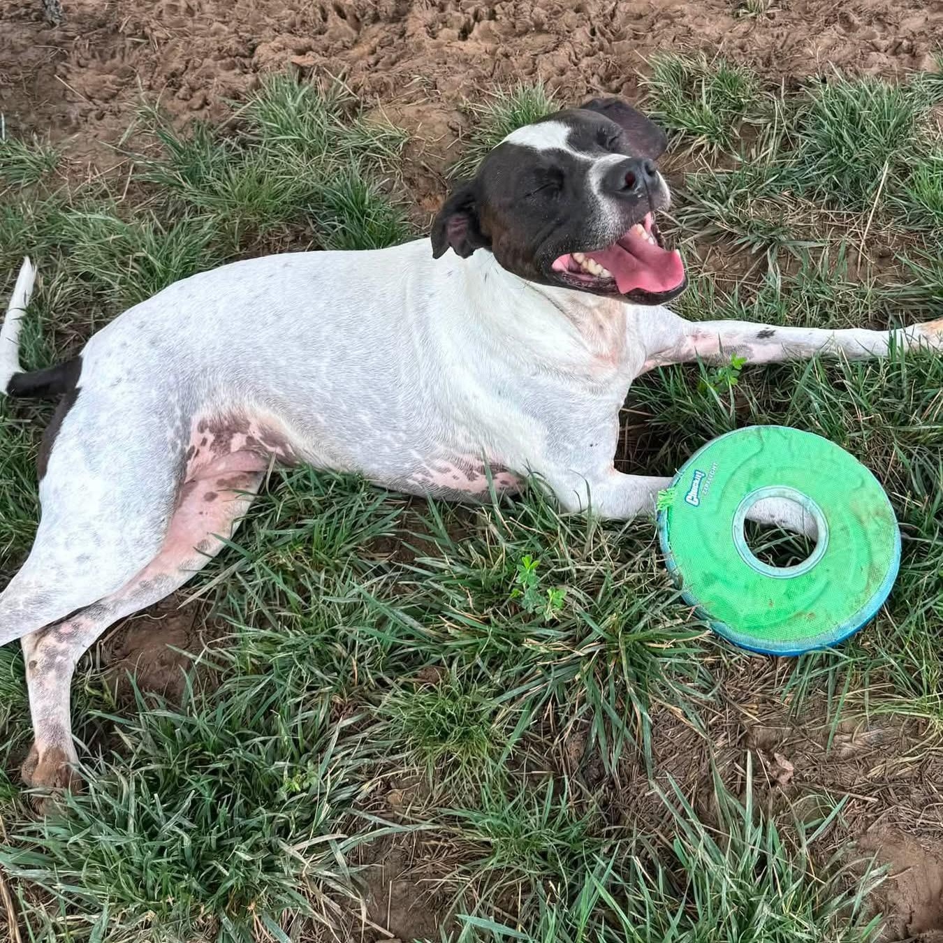 Reecy (ID 52033), a ADOPTABLE mixed breed in Manassas, VA image 2/3