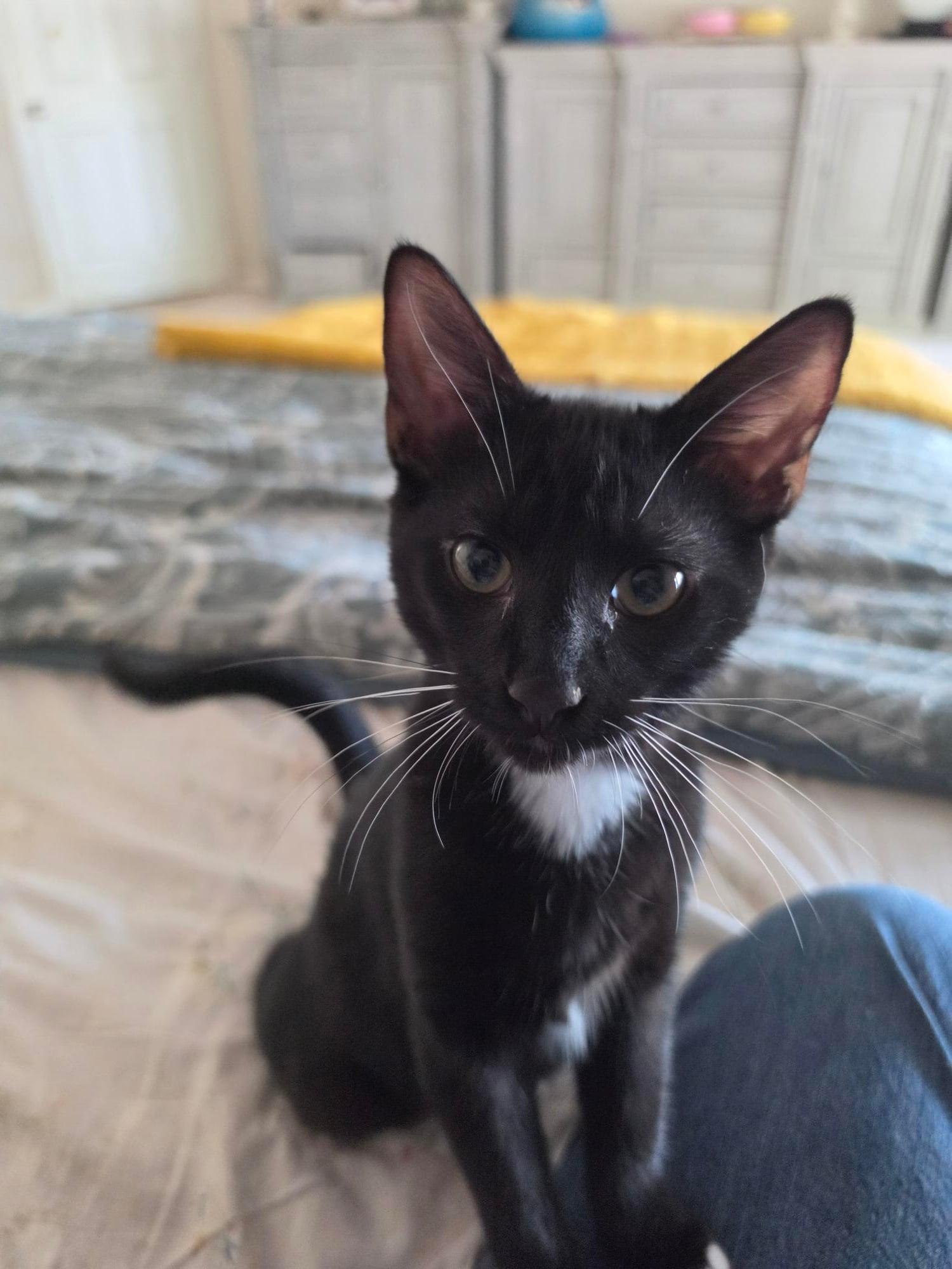 Sugarfoot, Adoptable, Young Male Domestic Short Hair.
