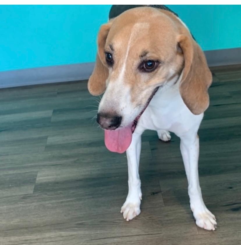 Corny, Adoptable, Senior Male Coonhound.