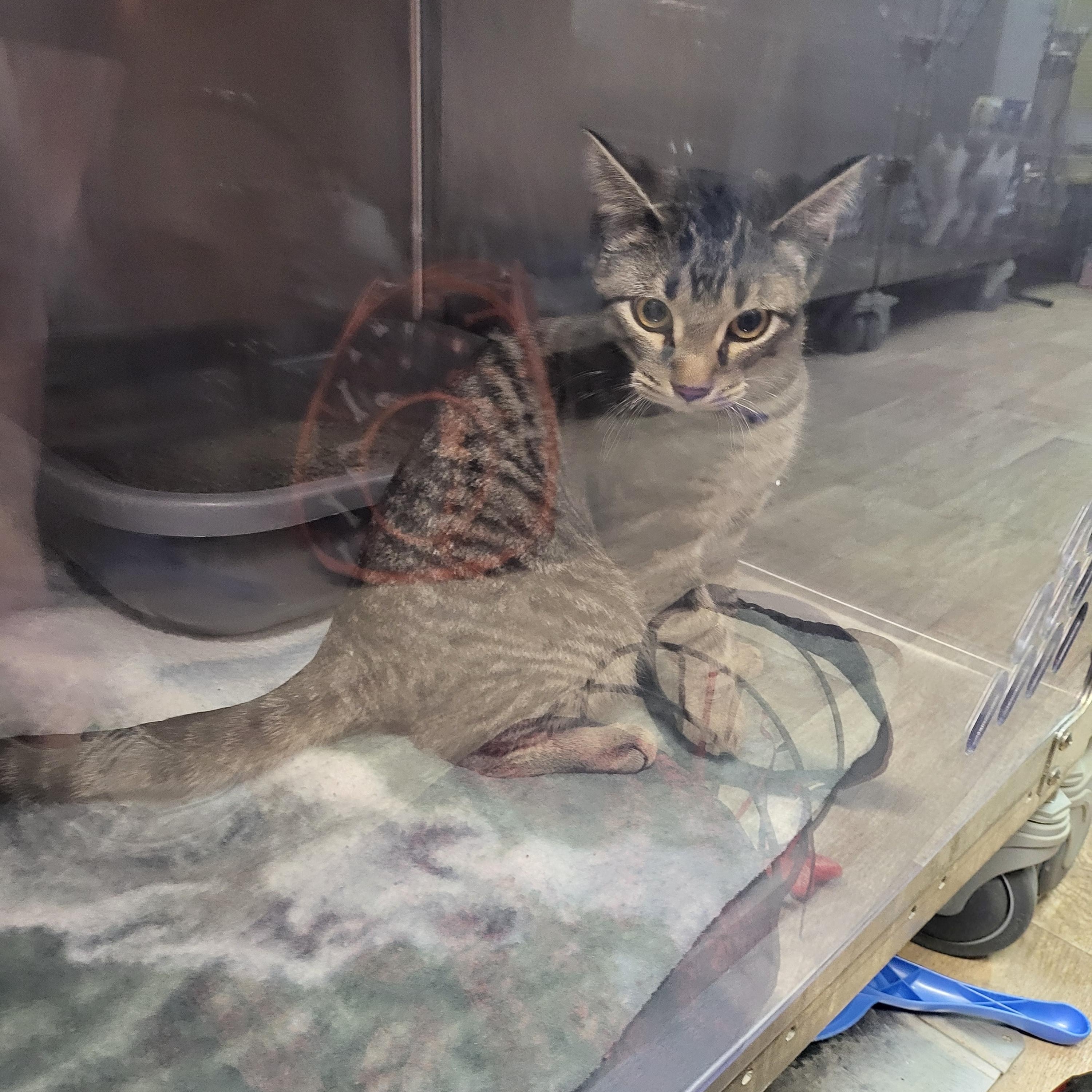 Enlarge Oberon, an adopted Domestic Short Hair in Zimmerman, MN image 1/1