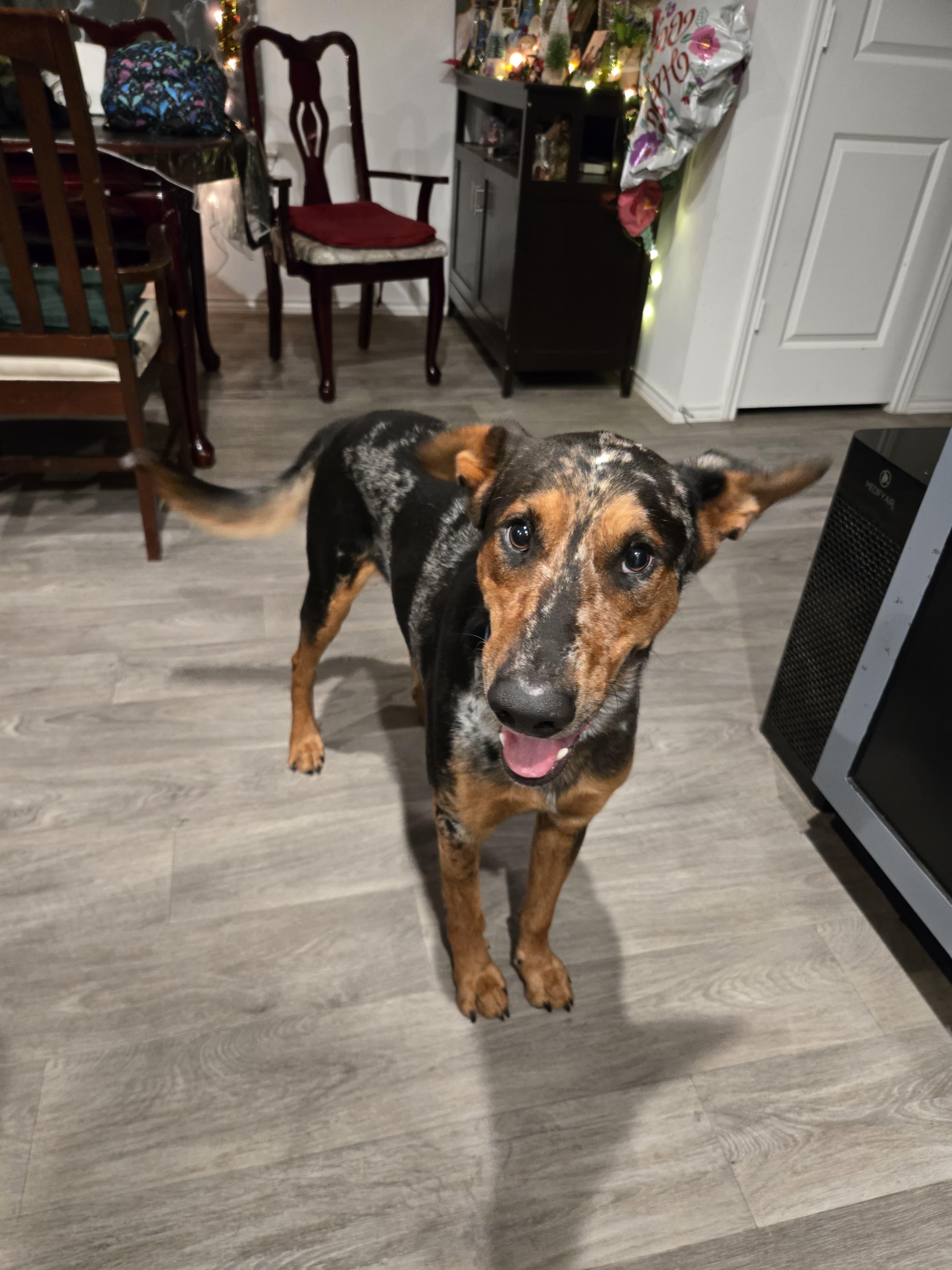 Enlarge Dusty, a ADOPTABLE mixed breed in Yonkers, NY image 4/5