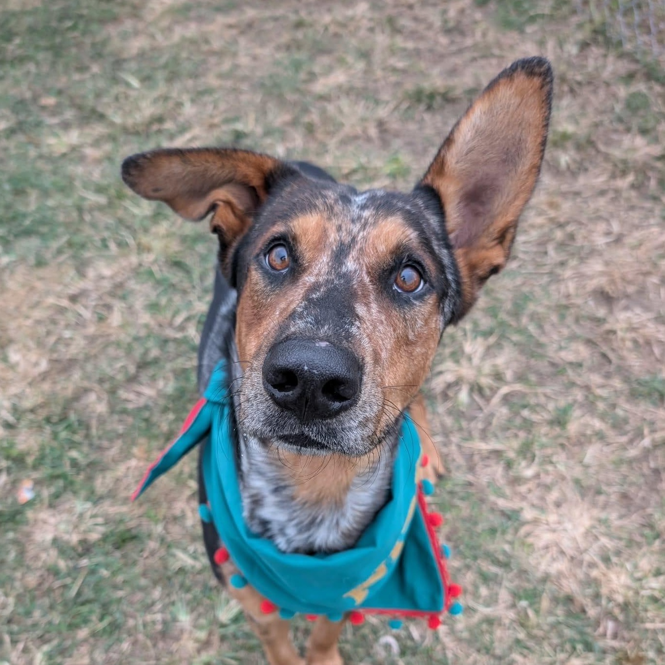 Enlarge Dusty, a ADOPTABLE mixed breed in Yonkers, NY image 1/5