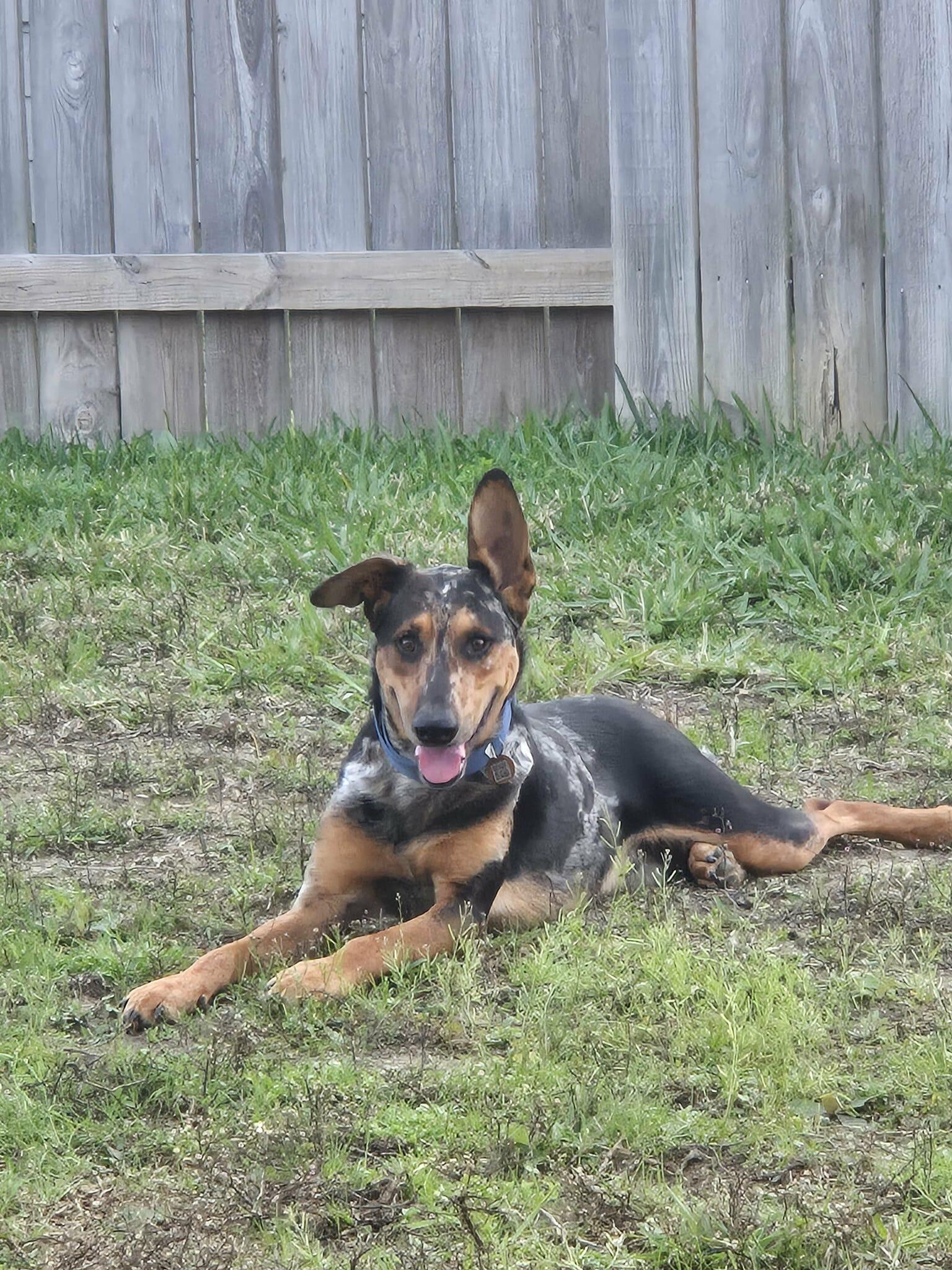 Enlarge Dusty, a ADOPTABLE mixed breed in Yonkers, NY image 3/5