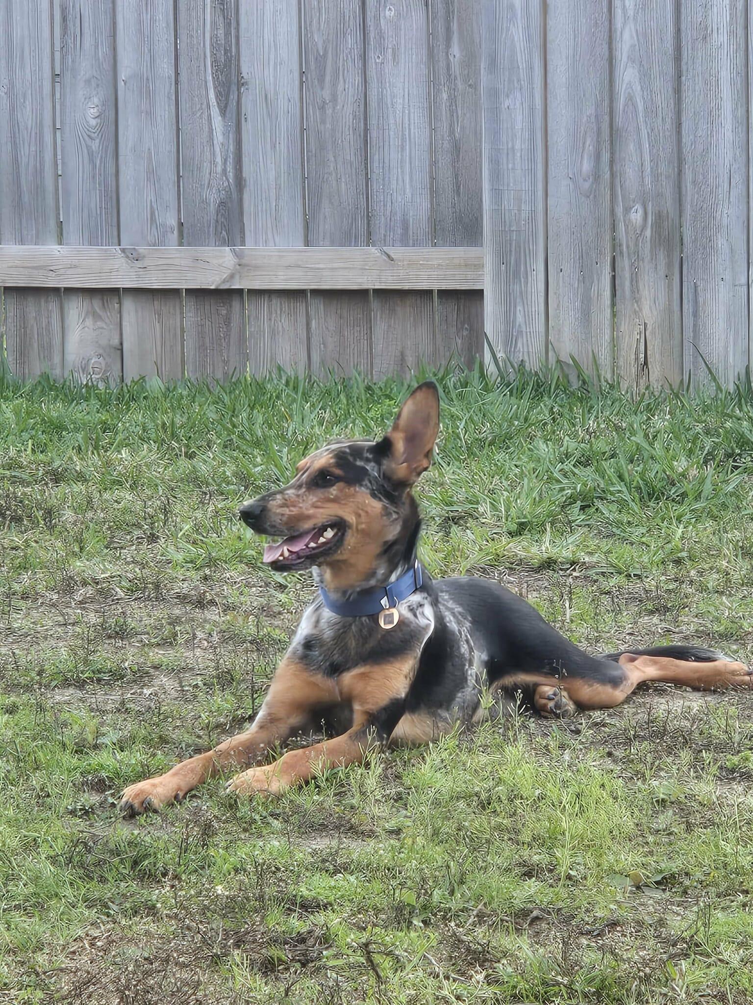 Enlarge Dusty, a ADOPTABLE mixed breed in Yonkers, NY image 2/5