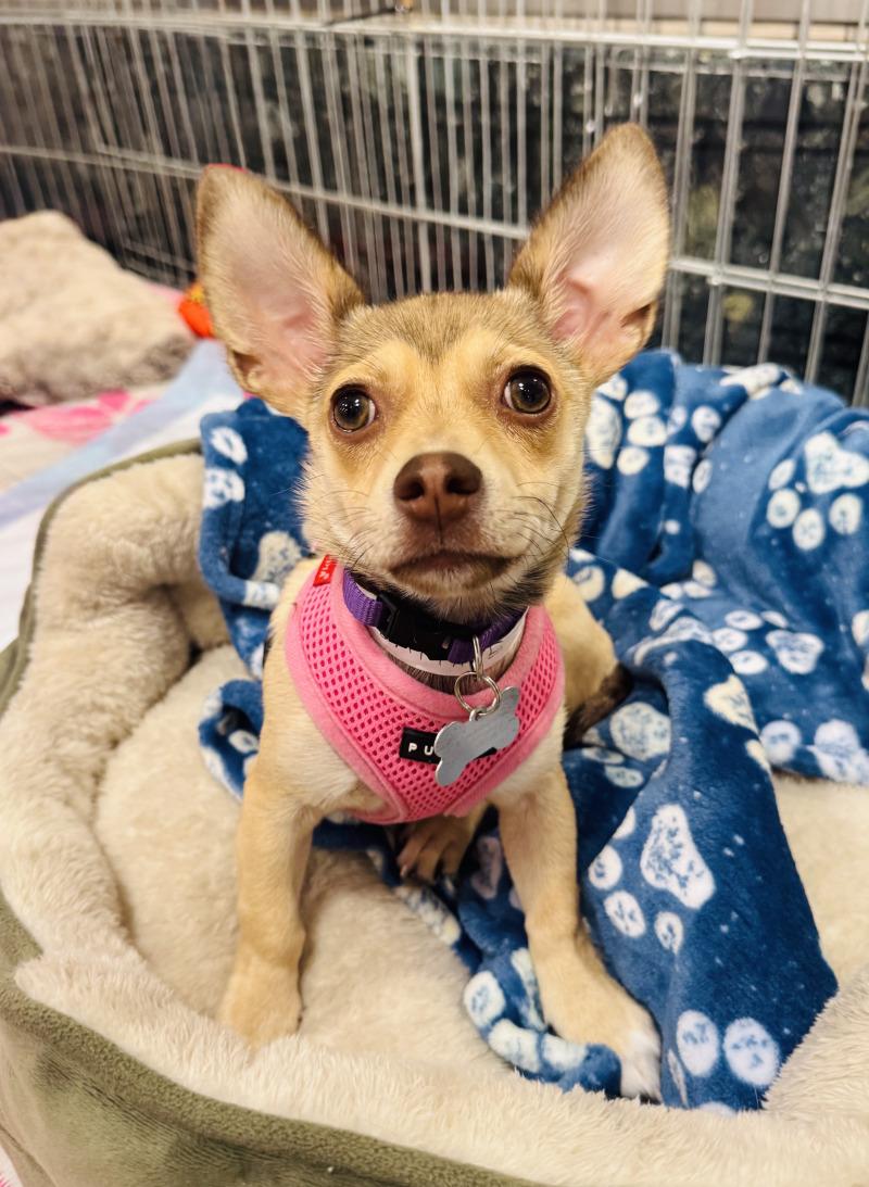 Enlarge Daphne, a Adoptable mixed breed in Valley Village, CA image 2/4