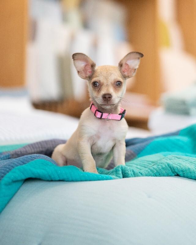 Enlarge Daphne, a Adoptable mixed breed in Valley Village, CA image 2/3