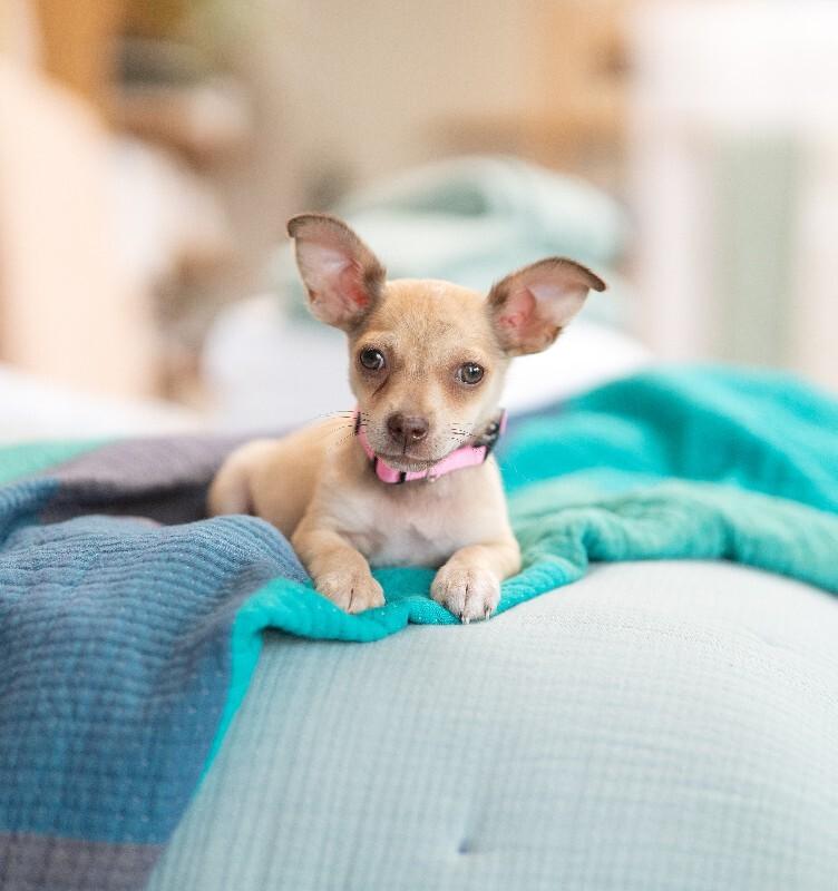 Enlarge Daphne, a Adoptable mixed breed in Valley Village, CA image 3/3