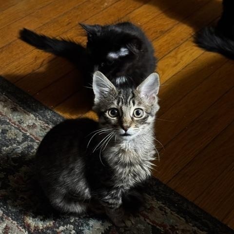 Princess Bubblegum, adopted, Kitten Female Domestic Medium Hair.
