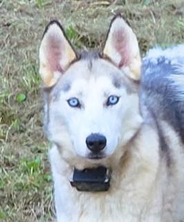 Enlarge Merci, a Adoptable mixed breed in Frederick, MD image 1/5