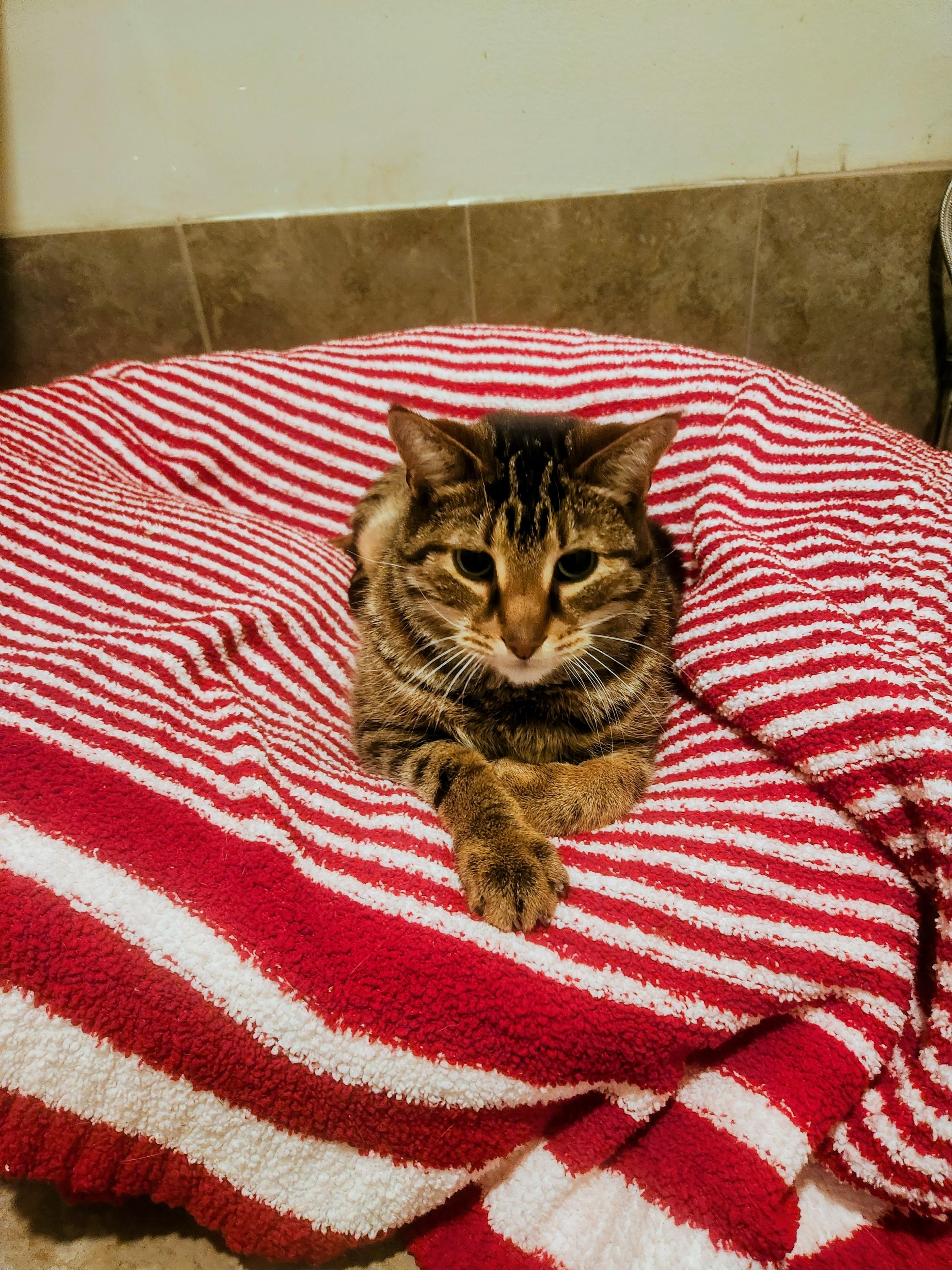 Enlarge Junior, a Adoptable mixed breed in Swansea, MA image 1/1